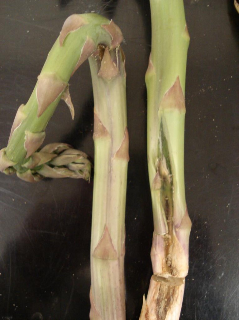 Spear Damage in Asparagus — Plant & Pest Advisory