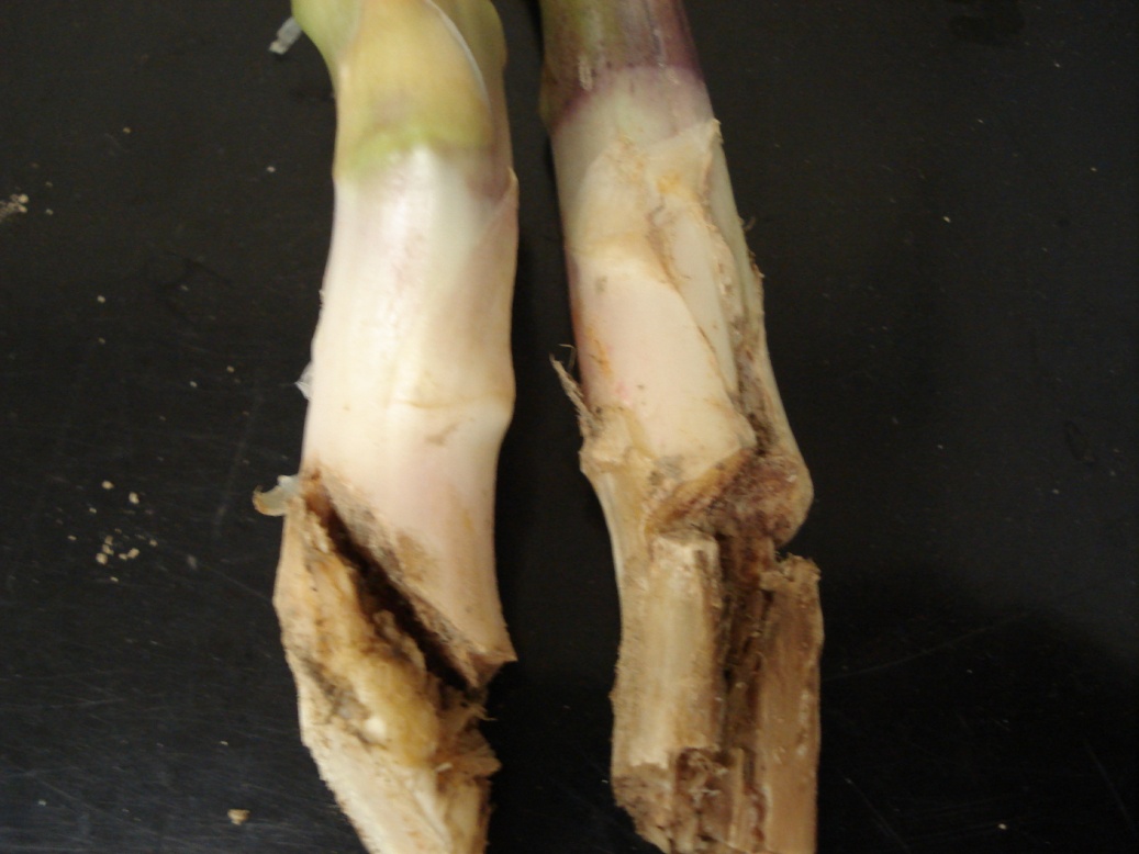 Spear Damage in Asparagus — Plant & Pest Advisory