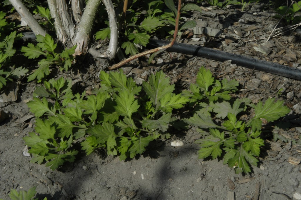 Stinger herbicide 24(c) Special Local Need label renewed until 2025 for use on Highbush