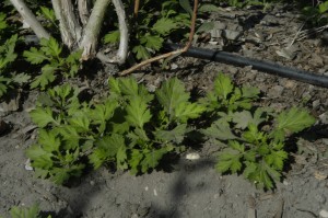 Mugwort in blueberries is also called wild chrysanthemum due to its scent when the leaves are crushed.