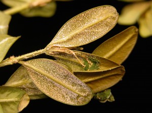 Volutella leaf and stem blight. Photo: Sabrina Tirpak, Rutgers PDL