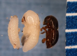 Larva, pupa, and adult granulate ambrosia beetle. Photo: Sabrina Tirpak, Rutgers PDL