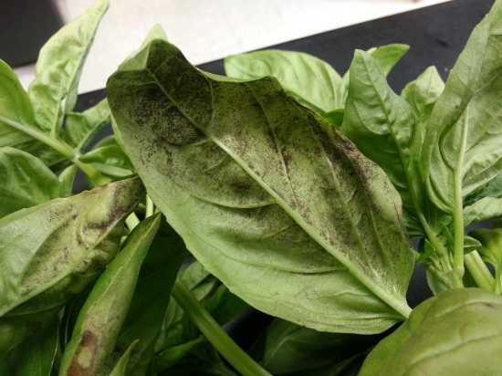 Basil downy mildew sporulating on the bottom side of an infected leaf. (Note the purplish-brown spore masses) 