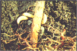 Black Vine Weevil Larvae Feeding on Roots and Lower Stem of Plant. Photo Credit: OSU Extension