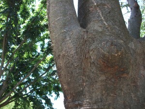 "Toothpicks" indicate granulate ambrosia beetle activity in a large zelkova. Photo: Thom Ritchie, Thom Ritchie Landscapes