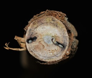 Granulate ambrosia beetle galleries go into the heartwood. Photo: Sabrina Tirpak, Rutgers PDL