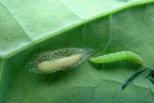 Diamondback Moth Pupa and Larva