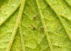 Two Spotted Spider Mites Leaf Underside