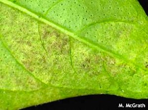 Basil downy mildew sporulating on the underside of infect basil leaf.