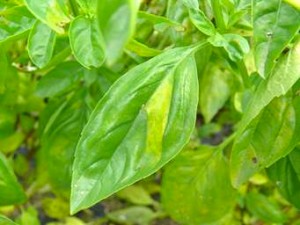 Symptoms of basil downy mildew infection on Sweet Basil