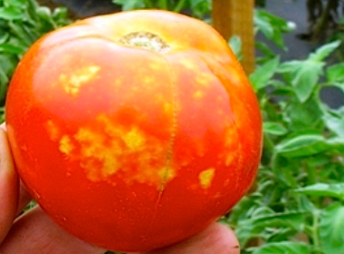 "Cloudy Spot" native brown stinkbug damage on tomato.