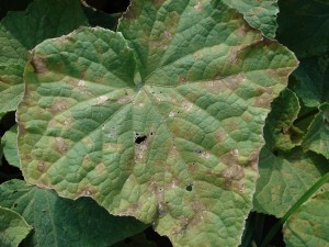 Symptoms of cucurbit downy mildew on infected cucumber leaf.