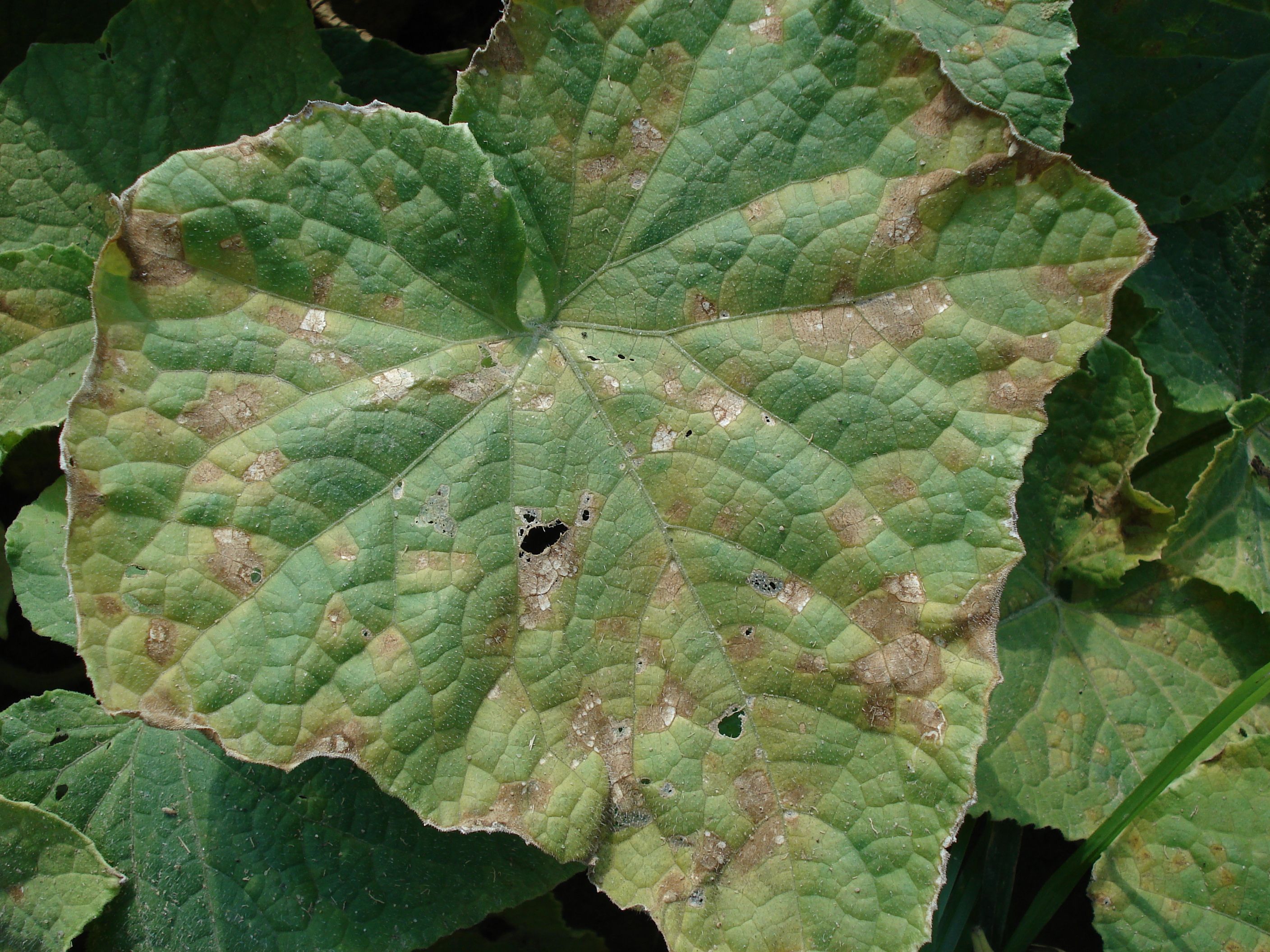 cucumber plant blight