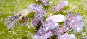 Syrphid Fly Larvae Attack Woolly Apple Aphids Photo: Good Fruit Grower