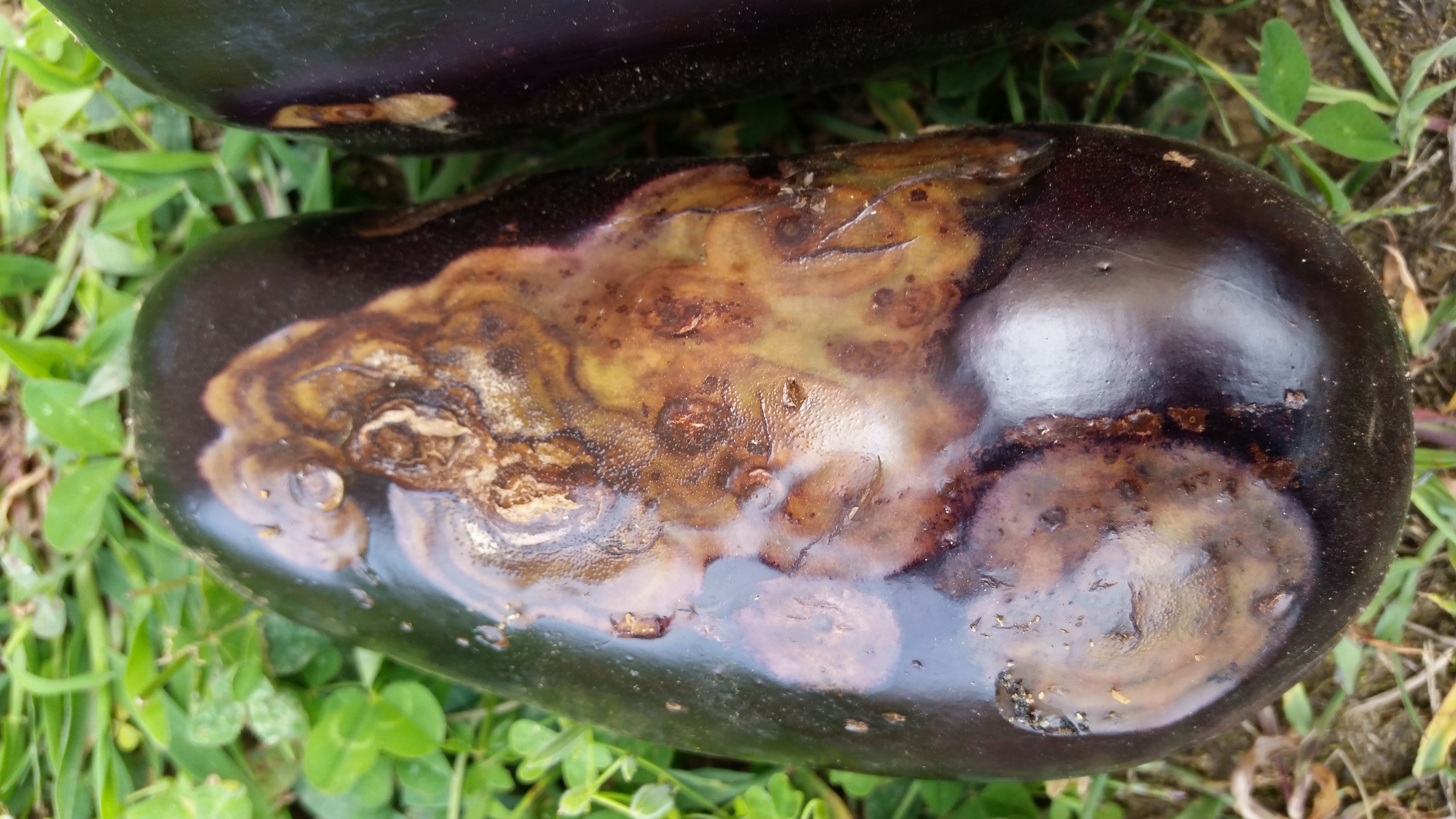 Phomopsis fruit rot in eggplant