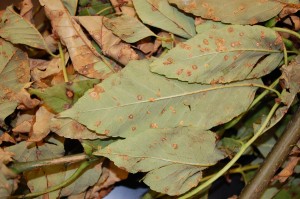 Ash rust, caused by Puccinia sparginoides. Photo: Sabrina Tirpak, Rutgers PDL