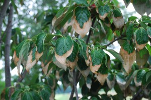 Leaf scorch caused by heat and drought stress in dogwood. Photo: Richard Buckley, Rutgers PDL