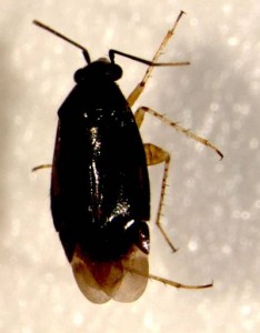 Adult Plagiognathus repetitus (Hemiptera: Miridae)
