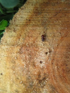 Cross section of infested apple with an adult GAB and holes in the wood.