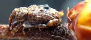 Adult plum curculio.