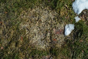 Gray snow mold - same patch - 3/23/2015. Photo: Richard Buckley, Rutgers PDL