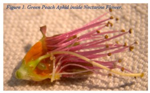 Green Peach Aphid