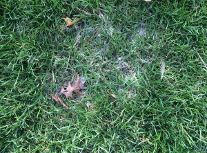 Gray snow mold - same patch - 4/11/2015. Photo: Richard buckley, Rutgers PDL