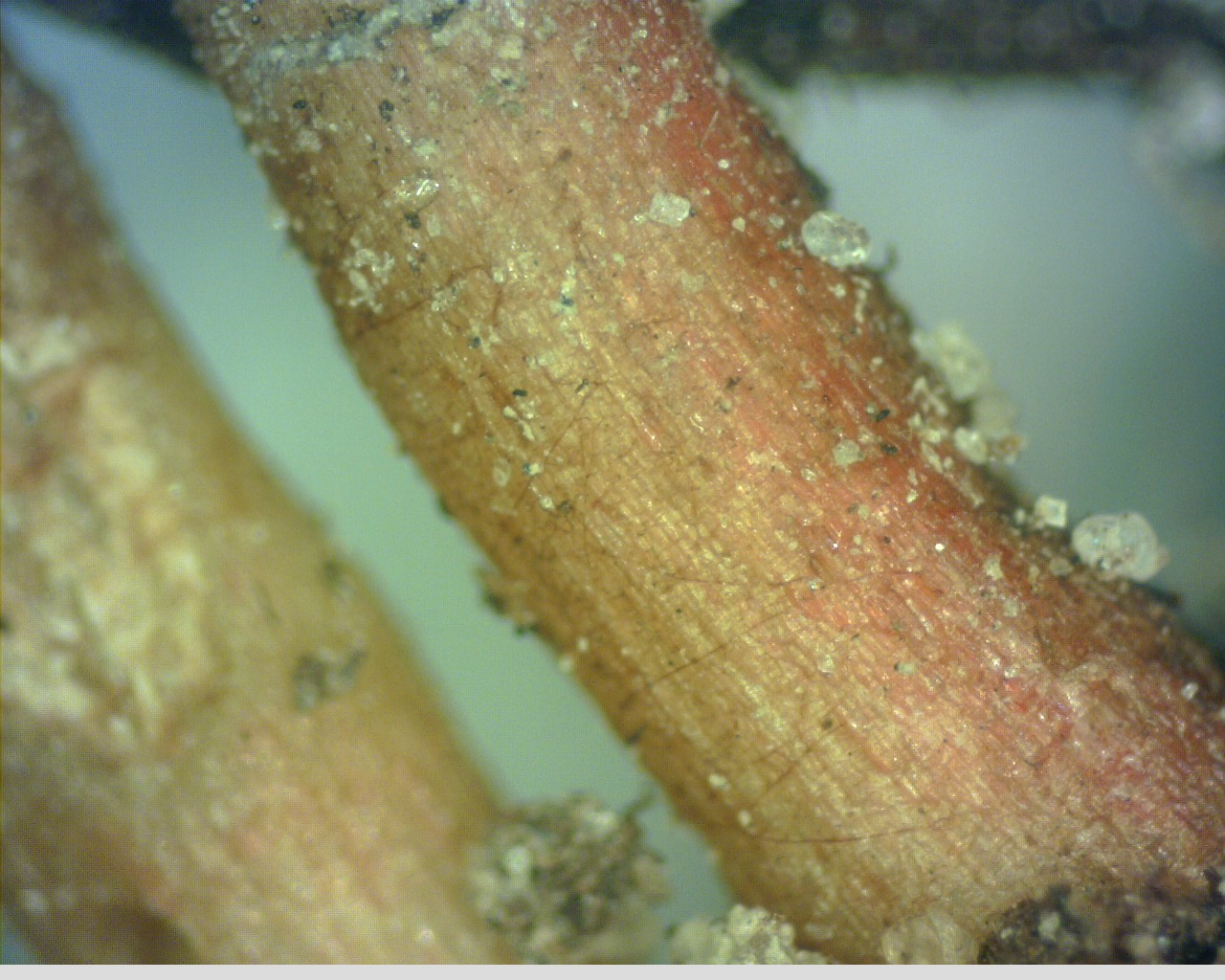 Closeup of plant root