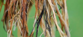 Pythium Root Rot