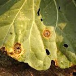 Alternaria leaf spot on cabbage