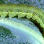 Beet armyworm