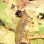 Blackheaded fireworm Larva