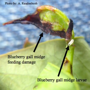 Blueberry gall midge larvae and feeding damage