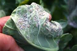 Cabbage aphids