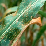 Corn leaf rust
