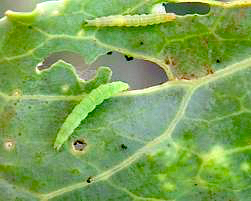 Diamondback moth larvae