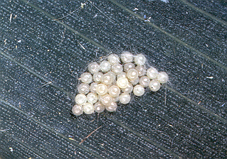 Fall Armyworm egg mass