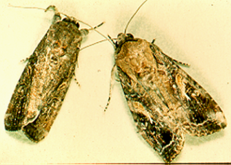 Fall Armyworm female & male adults