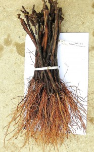 Figure 1. A bundle of healthy grafted grape vines. These vines are moist, have healthy roots, and are clearly labeled.