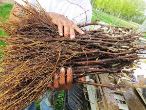Figure 2. A bundle of grape vines that have broken dormancy and started to grow before arrival at the vineyard. These vines will be weakened and should be rejected.