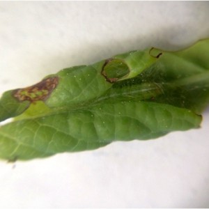 Leaf roller larvae within blueberry leaf