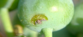 Plum Curculio Damage 5-26-15