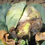 Sclerotinia - white mold - of cabbage