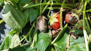 Botrytis, or grey mold, on mature strawberry fruit. Botrytis can develop and spread rapidly under cool, wet conditions.