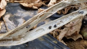 White mold of tomato. Note the black sclerotia developing inside the brittle stems. 