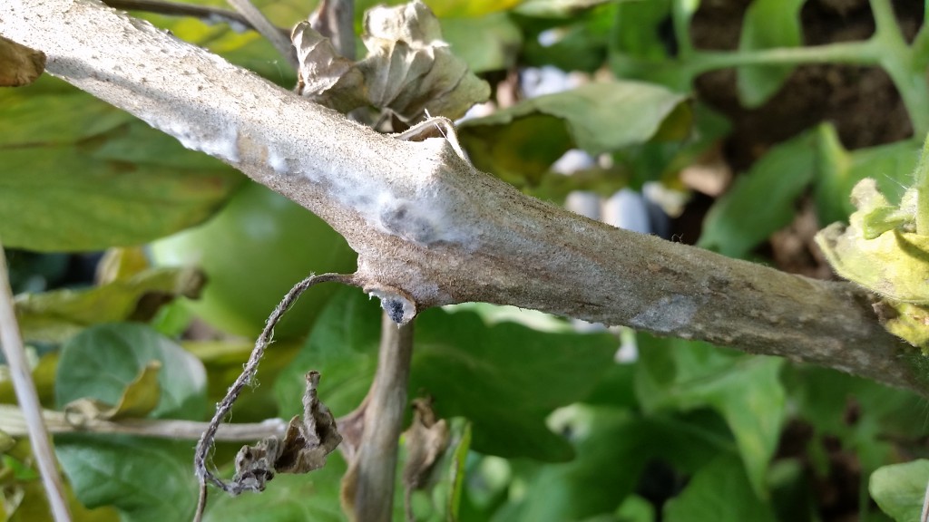 White Mold in Greenhouse & High Tunnel Tomato — Plant & Pest Advisory