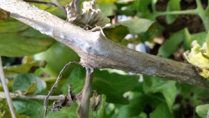 Tomato stem infected by white hold. Note the fungal growth on the surface of the stem.