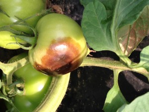 Buckeye Rot of Green Tomato Fruit