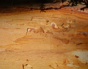 Japanese cedar longhorned beetle larvae. Photo: Richard Buckley, Rutgers PDL