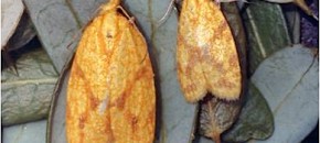 Sparganothis Adult